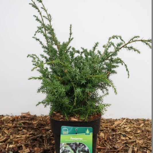 Jeneverbes (Juniperus chinensis) 'Blue Alps'