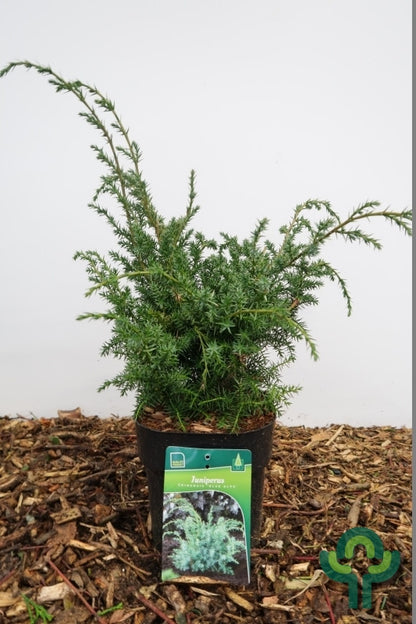Jeneverbes (Juniperus chinensis) 'Blue Alps'