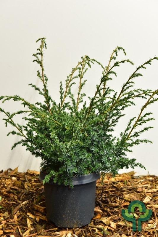 Jeneverbes (Juniperus chinensis) 'Blue Alps'