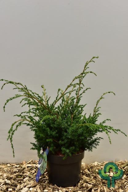 Jeneverbes (Juniperus chinensis) 'Blue Alps'