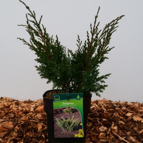 Jeneverbes (Juniperus chinensis) 'Blaauw'