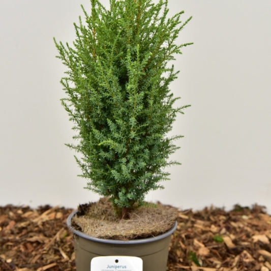 Jeneverbes (Juniperus communis) 'Compressa'
