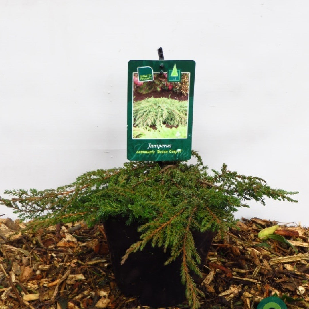 Jeneverbes (Juniperus communis) 'Green Carpet'
