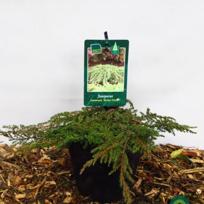 Jeneverbes (Juniperus communis) 'Green Carpet'