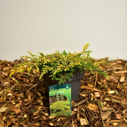 Jeneverbes (Juniperus communis) 'Goldschatz'