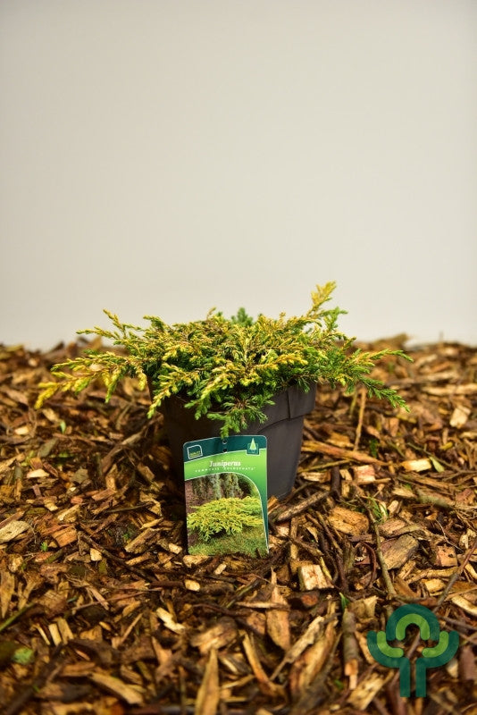 Jeneverbes (Juniperus communis) 'Goldschatz'