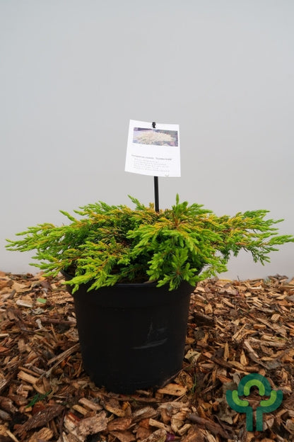 Jeneverbes (Juniperus communis) 'Goldschatz'