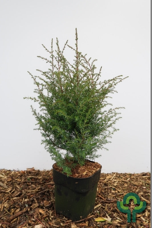 Jeneverbes (Juniperus communis) 'Hibernica'