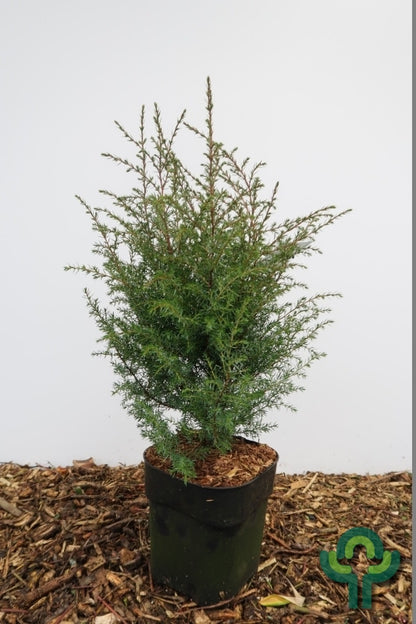 Jeneverbes (Juniperus communis) 'Hibernica'