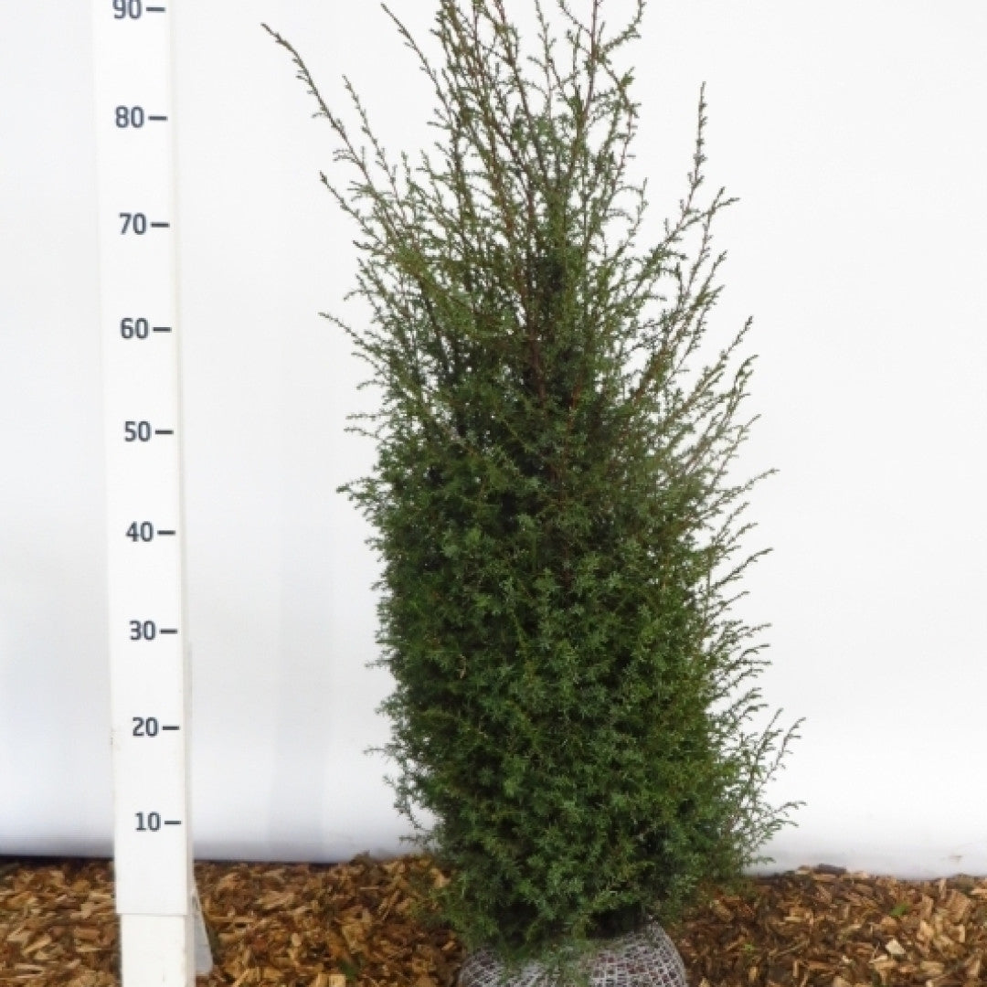 Jeneverbes (Juniperus communis) 'Hibernica'