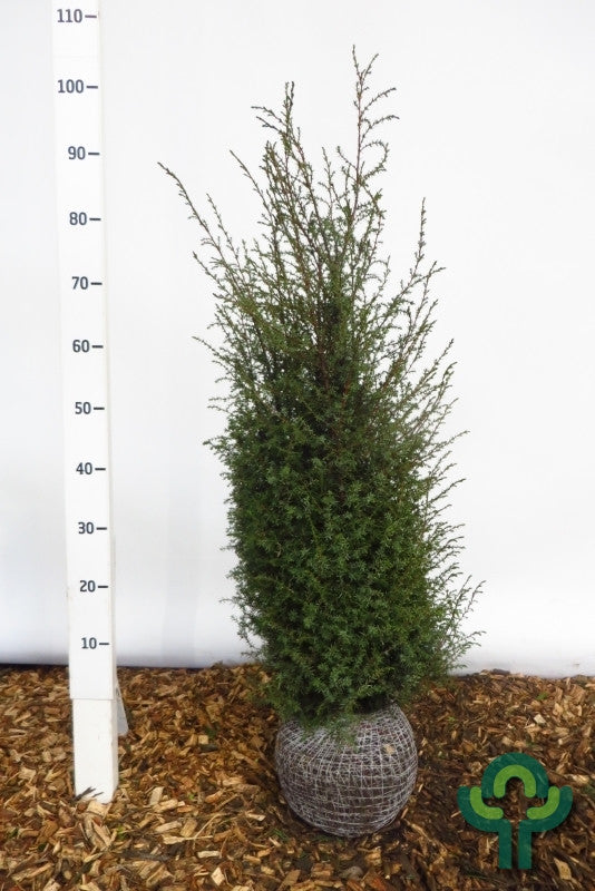 Jeneverbes (Juniperus communis) 'Hibernica'