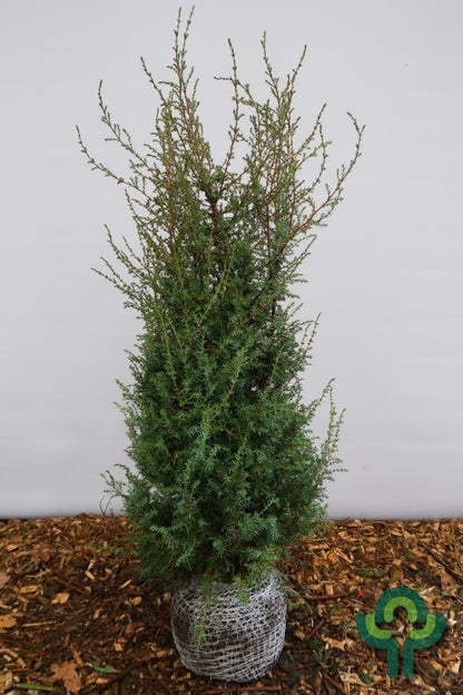 Jeneverbes (Juniperus communis) 'Hibernica'