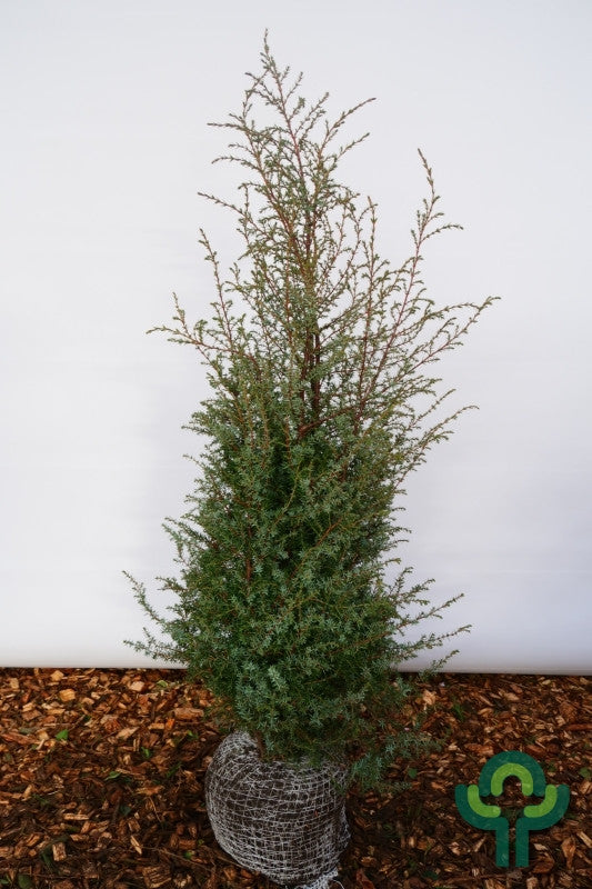 Jeneverbes (Juniperus communis) 'Hibernica'