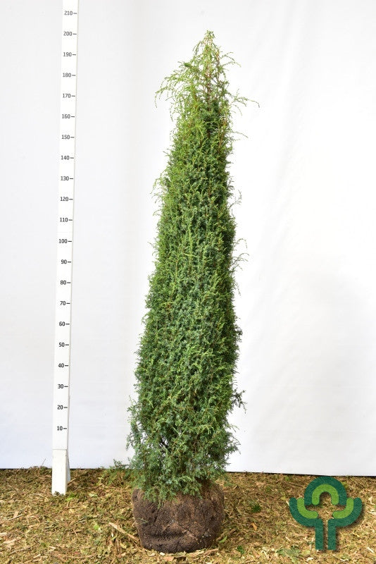 Jeneverbes (Juniperus communis) 'Hibernica'