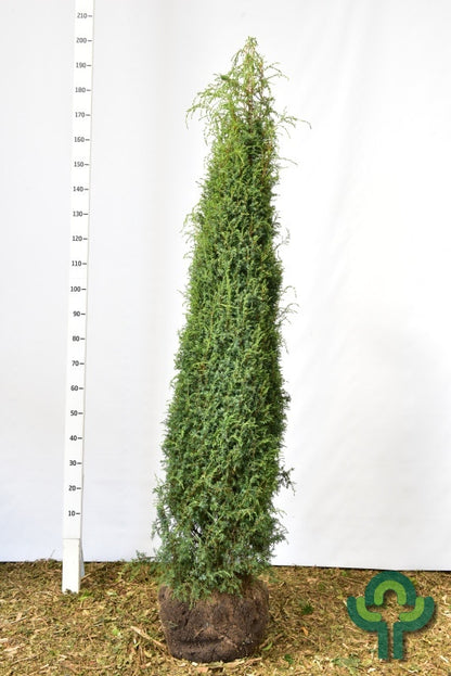 Jeneverbes (Juniperus communis) 'Hibernica'