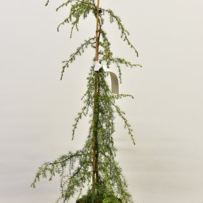 Jeneverbes (Juniperus communis) 'Oblonga Pendula'