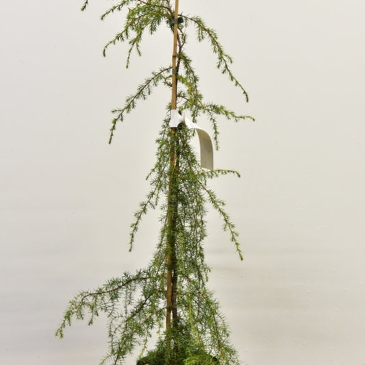 Jeneverbes (Juniperus communis) 'Oblonga Pendula'