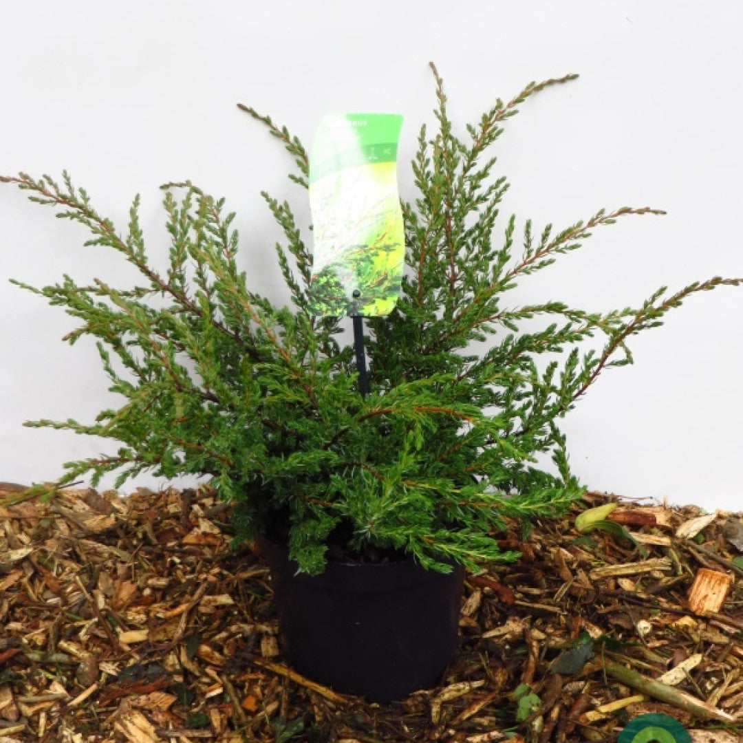 Jeneverbes (Juniperus communis) 'Repanda'