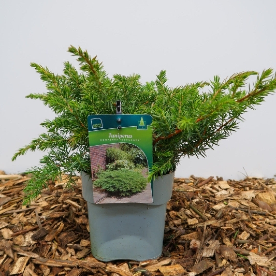 Jeneverbes (Juniperus conferta) 'Schlager'