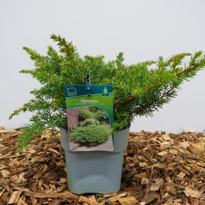 Jeneverbes (Juniperus conferta) 'Schlager'