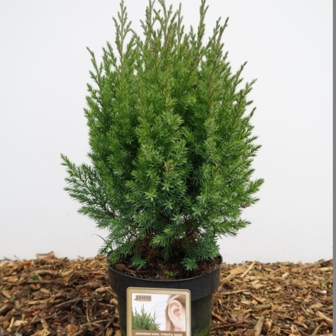 Jeneverbes (Juniperus chinensis) 'Stricta'