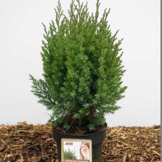 Jeneverbes (Juniperus chinensis) 'Stricta'