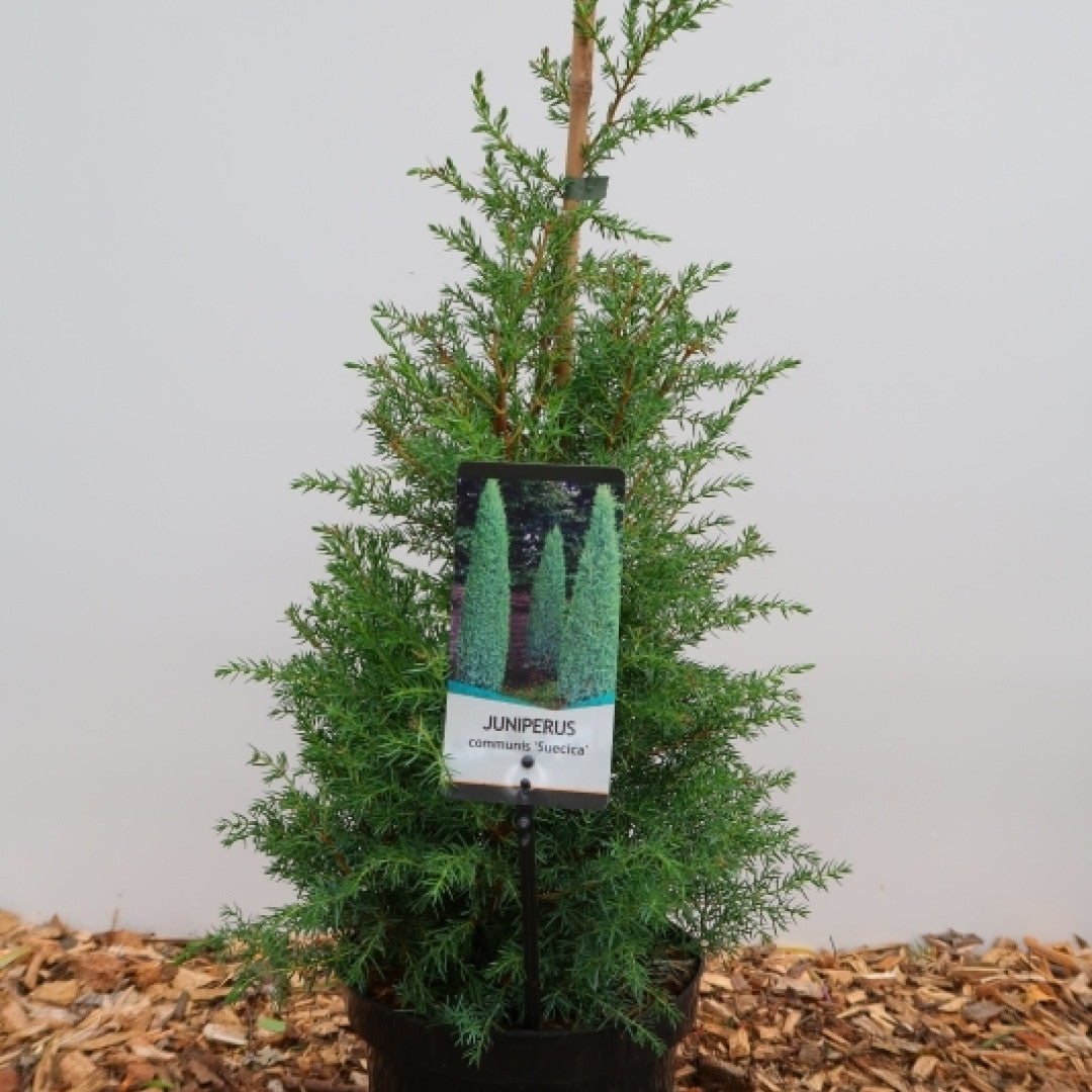 Jeneverbes (Juniperus communis) 'Suecica'