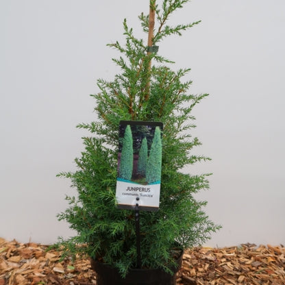 Jeneverbes (Juniperus communis) 'Suecica'