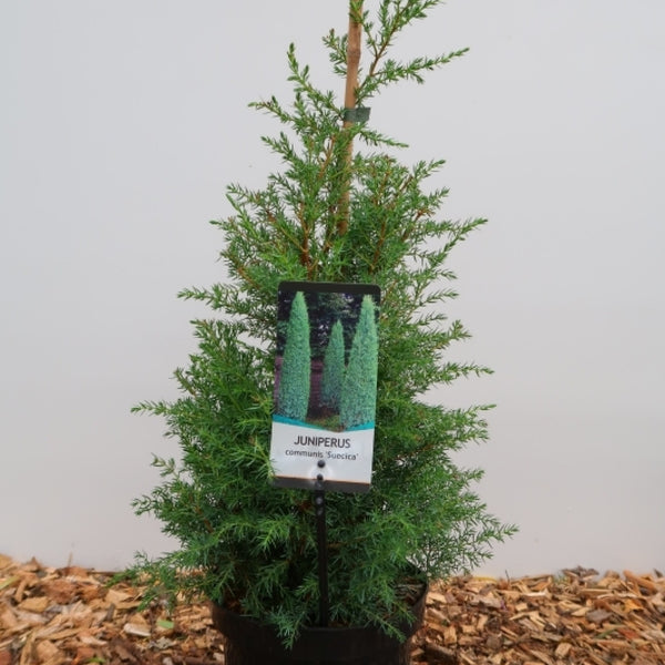 Jeneverbes (Juniperus communis) 'Suecica'