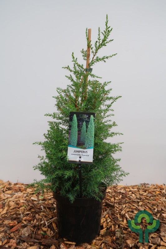Jeneverbes (Juniperus communis) 'Suecica'