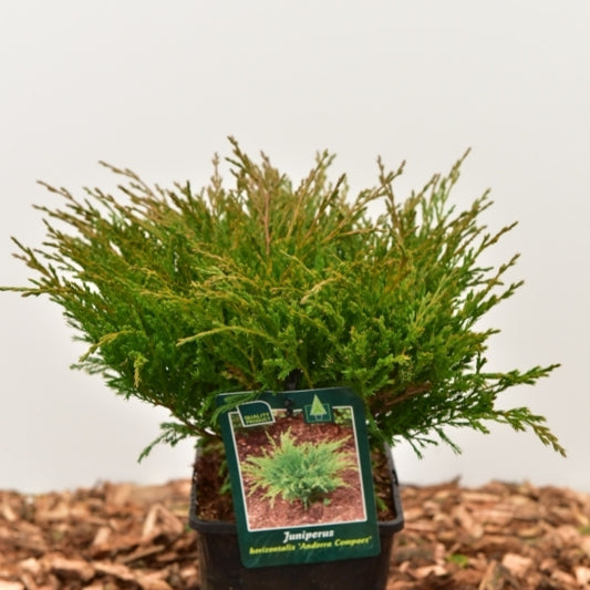 Jeneverbes (Juniperus horizontalis) 'Andorra Compact'