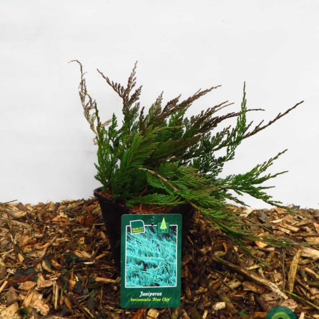 Jeneverbes (Juniperus horizontalis) 'Blue Chip'