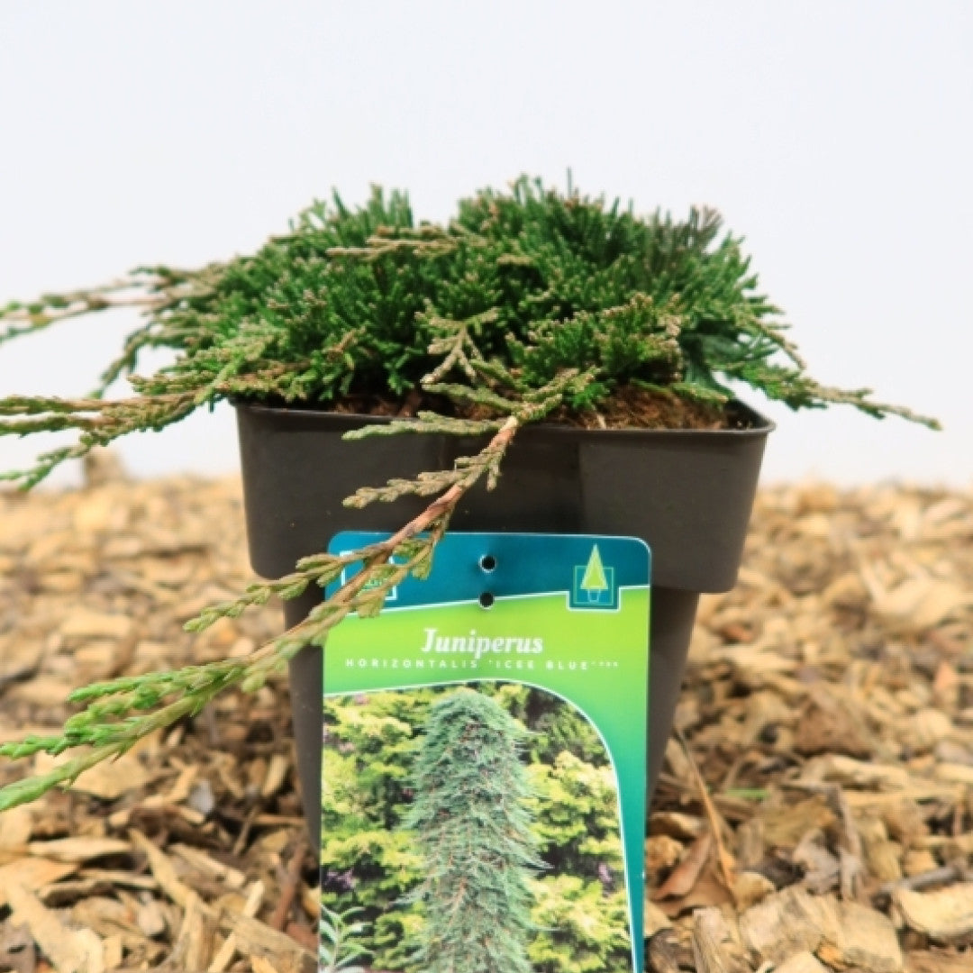 Jeneverbes (Juniperus horizontalis) Icee Blue