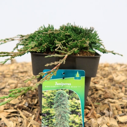 Jeneverbes (Juniperus horizontalis) Icee Blue