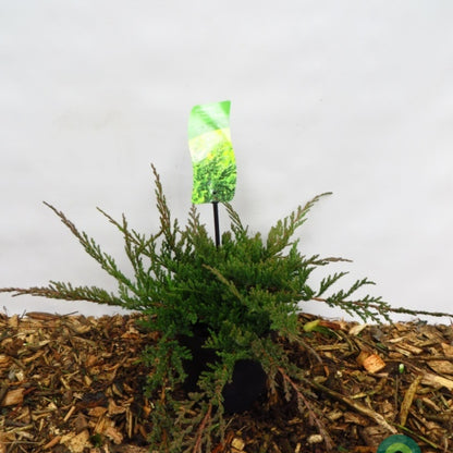 Jeneverbes (Juniperus horizontalis) 'Prince of Wales'
