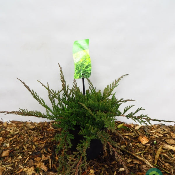 Jeneverbes (Juniperus horizontalis) 'Prince of Wales'