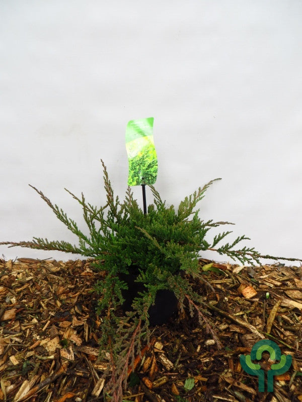 Jeneverbes (Juniperus horizontalis) 'Prince of Wales'