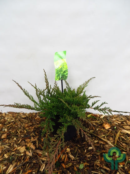 Jeneverbes (Juniperus horizontalis) 'Prince of Wales'
