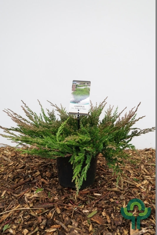 Jeneverbes (Juniperus horizontalis) 'Prince of Wales'