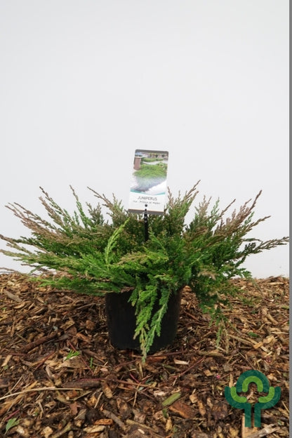 Jeneverbes (Juniperus horizontalis) 'Prince of Wales'