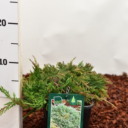 Jeneverbes (Juniperus horizontalis) 'Wiltonii'