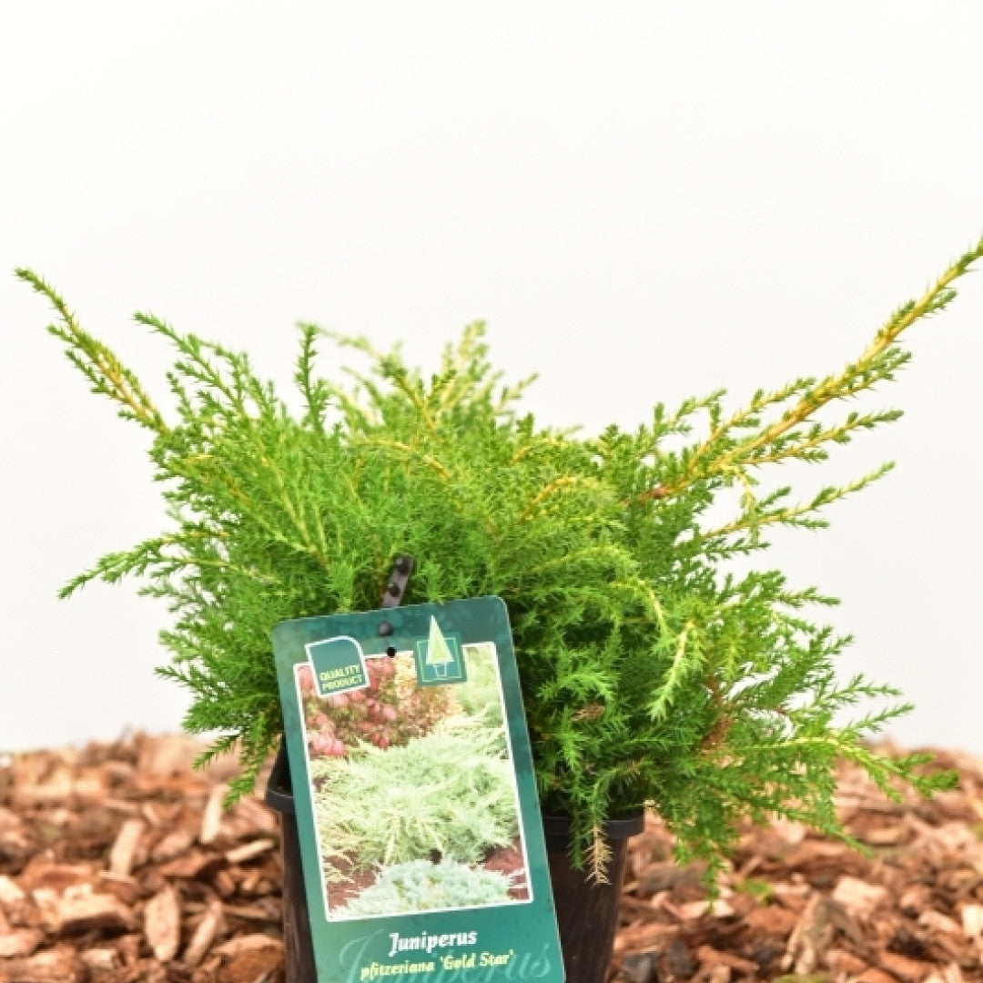 Jeneverbes (Juniperus pfitzeriana) 'Gold Star'