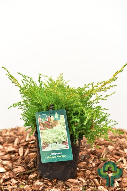 Jeneverbes (Juniperus pfitzeriana) 'Gold Star'