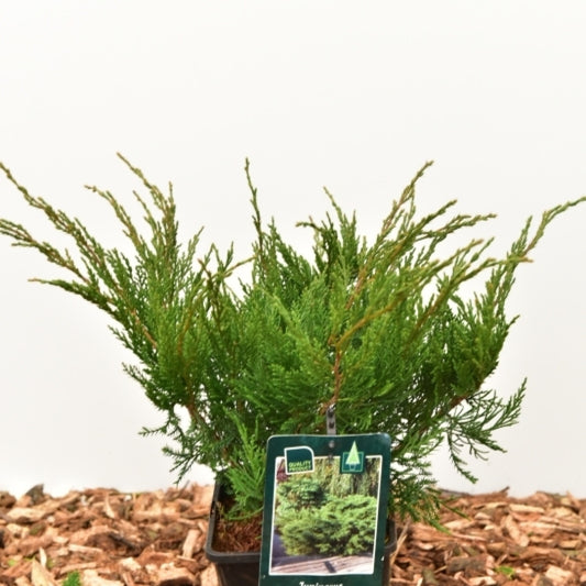 Jeneverbes (Juniperus pfitzeriana) 'Mint Julep'