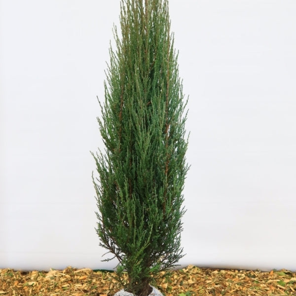 Jeneverbes (Juniperus scopulorum) 'Blue Arrow'