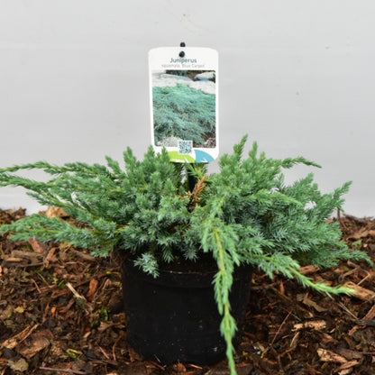 Jeneverbes (Juniperus squamata) 'Blue Carpet'