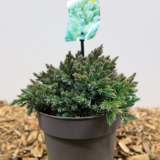 Jeneverbes (Juniperus squamata) 'Blue Star'