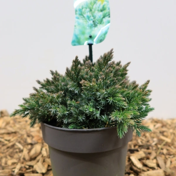 Jeneverbes (Juniperus squamata) 'Blue Star'