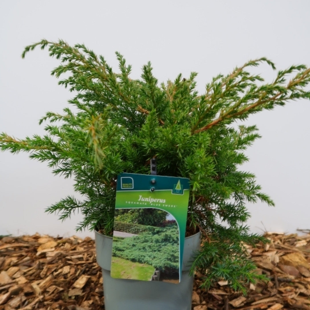 Jeneverbes (Juniperus squamata) 'Blue Swede'