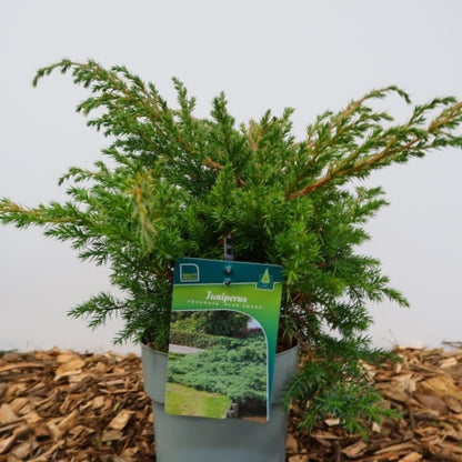 Jeneverbes (Juniperus squamata) 'Blue Swede'